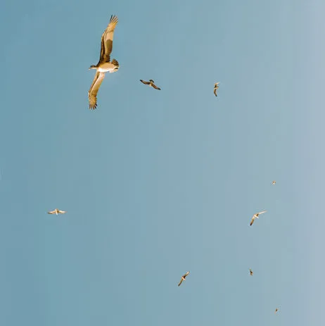 Take Flight