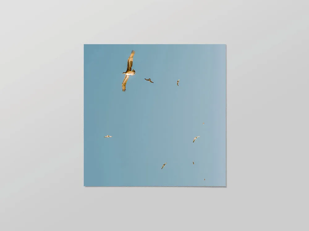 Take Flight
