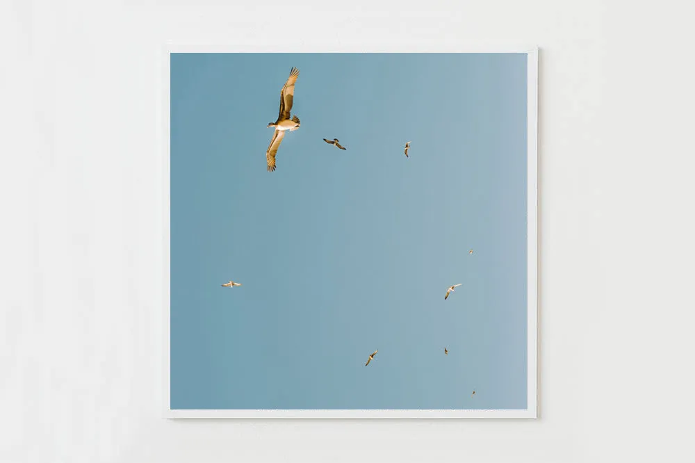 Take Flight