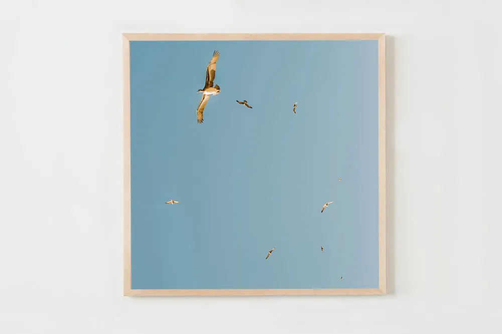 Take Flight