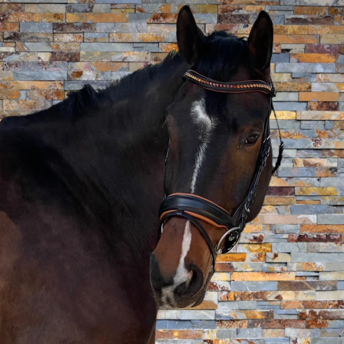 The Tuscany Black Leather Rolled Leather Snaffle Bridle with Flash